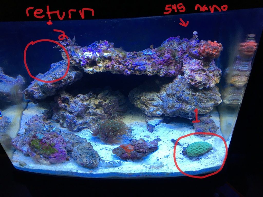 Torch Coral Placement Reef2Reef